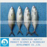 Zhengyuan Aquatic Frozen Indian Mackerel Fish thumbnail-1