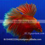 Halfmoon Betta Fish Farm For Sale and Export / Ornamental Fish Thailand thumbnail-3