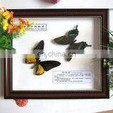 2015 New Coming 100 Real Butterfly Mounted in Frames - Decoration & Gifts thumbnail-1