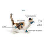 Pet Leg Pain Laser Muscle Treatment Veterinary Surgical Laser thumbnail-2