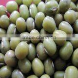 Organic Green Mung Bean thumbnail-1
