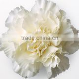 Wide variety Snow White white carnation for sale