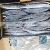 2015 Seafrozen Pacific Saury Whole Round 0#:140g+ thumbnail-5