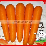 China Carrot