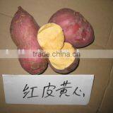 Exporter Supply Yummy Fresh Purple Sweet Potato thumbnail-5