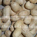 Chinese Peanut in Shell Washed thumbnail-3