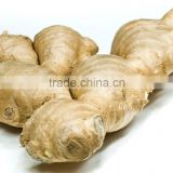 Supply Fresh ginger with good quality