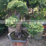 Sale Ulmus Pumila for Outdoor Planting thumbnail-4