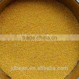 Organic Hulled Glutinous Yellow Millet for Vacuum Packing and Bulk thumbnail-1