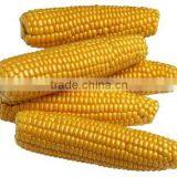 CORN YELLOW thumbnail-3