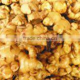 Hight Quality Fresh Ginger Best Price thumbnail-3
