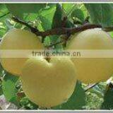 New Fresh Gong Pear 2015 thumbnail-5