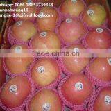 2016 Fresh Fuji Apple thumbnail-6