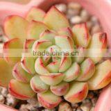 Horticultural Grade Diatomaceous Earth Potting Soil and Hydroponic Growing Medium thumbnail-6