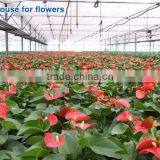 600w Double Chips LED Grow Light Full Specturm for Greenhouse and Indoor Plant Flowering Growing (5w Leds) thumbnail-6