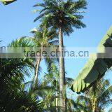 Artificial 20m Communication Station Tree Microwave Communication Tower Shape As True Tree thumbnail-3