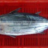 Frozen Skipjack Tuna thumbnail-1