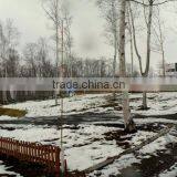 Kabayama Sunlight Youtei II (3) thumbnail-1