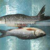 Rohu, Koi thumbnail-4