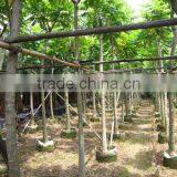 Spathodea Campanulata Tropical Flower Tree thumbnail-1