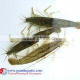 Rock Shrimp for Live Freshwater Aquarium thumbnail-1