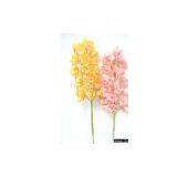 Cymbidium Orchid thumbnail-1