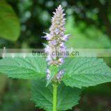 Wholesale Suppliers of Pure Patchouli Essential Oil Herb Oil thumbnail-2