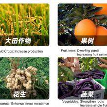 China Supply Plant Growth Regulator Paclobutrazol 15%WP Good Quality Chemical thumbnail-2
