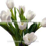2016 High Quality Beautiful Cut White Tulip Flower From Kunming thumbnail-1