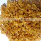 High Quality Golden Yellow Raisin From India thumbnail-5