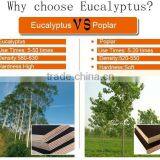 Plywood From Vietnam: Eucalyptus Core Waterproof Film Faced Plywood thumbnail-1