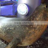 VGD-647 Simulation Animal Life Size Fiberglass Sea Lion thumbnail-1