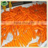 Fresh Vegetable Carrot for Sale thumbnail-1