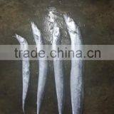 Largehead Hairtail thumbnail-6