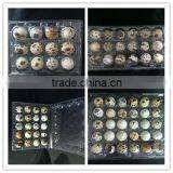 OUCHEN Wholesale High Quality Plastic Blank Egg Cartons Packaging 12 18 20 24 30 Holes for Sale thumbnail-4