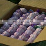 Chinese Normal White Fresh Garlic, 2016 Crop High Quality thumbnail-2