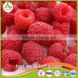 Frozen Berry Fruits/Frozen Raspberry thumbnail-6