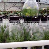 Dendrobium Offcinale Flask