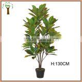 Indoor Decorative Variegated Laurel Plant thumbnail-2