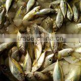 Horse Mackerel for Sale Frozen Horse Mackerel 20cm+ thumbnail-1