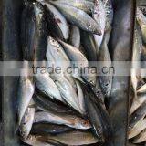 Frozen Seafood Horse Mackerel New Fish Horse Mackerel thumbnail-1