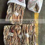 Good Quality Frozen Illex Argentinus Squid thumbnail-3