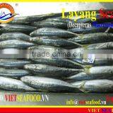 FROZEN LAYANG SCAD (MUROAJI) WHOLE ROUND thumbnail-3
