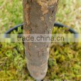 Artificial Plants - 3ft 4ft 5ft Buxus Bay Trees - Indoor Office House Plant thumbnail-3