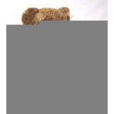 Sell Plush Bear thumbnail-1