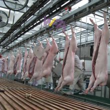 Complete 50-100 Pig Abattoir Line Pork Processing Plant With Slaughtering Equipment Sow Slaughterhouse