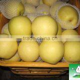 China Fresh golden pear ,pear fruit