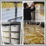 Soybean Sprout Machine thumbnail-3