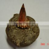 Konjac root gum with huge planting area Sichuan Supplier