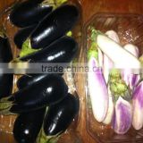Fresh Style Eggplant (Arros Black and white)